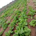 Natiira Ateni Farmers Produce Crops For Market, Own Use After Borehole Installation
