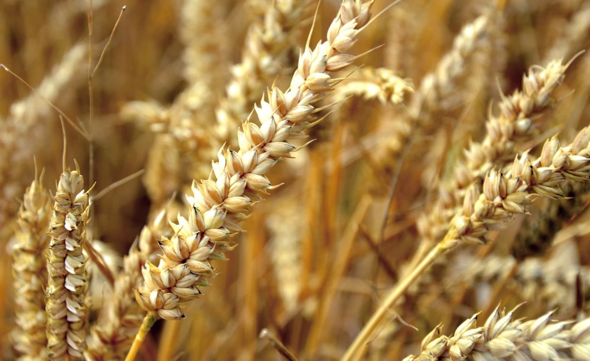 Agriculture Minister Announces Plan to Import Wheat from India