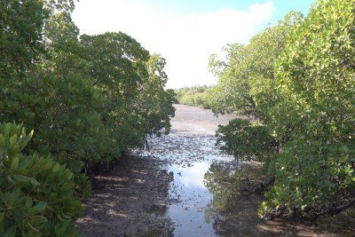 Arbres de mangrove restaurés au restaurant Dabaso.
