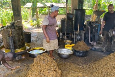 Local palm oil extraction mill with women steaming and separating palm kernels