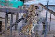South Africa is the world's largest exporter of live tigers and their parts despite not having any captive-breeding facilities registered in terms of the Convention on International Trade in Endangered Species (CITES).  This is according to the  new report by global animal welfare organization Four Paws entitled South Africa's Out of Control Big Cat Industry.